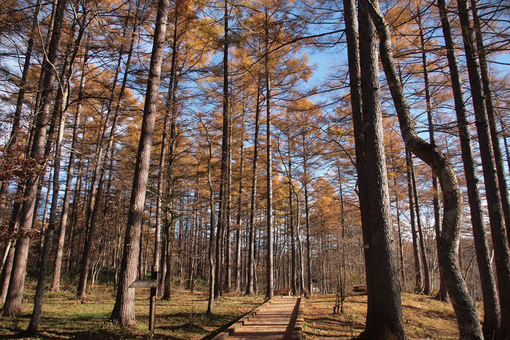 快晴の戸隠の秋です　木々は紅く、空は青く、さわやかな一日でした